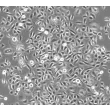 人类小气道上皮细胞（HSAEpiC）- 相差显微镜 100x
