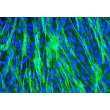 人类气管平滑肌细胞（HTSMC - Immunostaining for .
