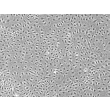 人类淋巴内皮细胞（HLEC）- 相差显微镜，100倍