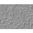 人类直肠平滑肌细胞（HRSMC）- 浮雕对比，400倍放大。