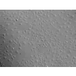 人类真皮微血管内皮细胞 (HDMEC) - 浮雕对比成像，100x。