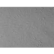 人类肾小管系膜细胞 (HRMC) - 凸显对比，200倍。