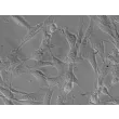 人类胰腺星形胶质细胞 (HPaSteC) - 凸显对比，400倍