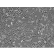 人类胰腺星形胶质细胞 (HPaSteC) - 相差显微镜，200倍