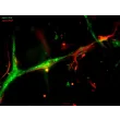 第 6 天；内皮细胞标志物 VWF（绿色）和星形胶质细胞标志物 GFAP（红色）。白色箭头表示 GFAP 阳性的星形胶质细胞附着在 VWF 阳性的内皮小管上（400 倍放大）。