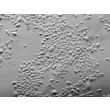 
人类表皮角质形成细胞-新生儿 (HEK-n) - 浮雕对比，200x。