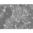 
人类表皮角质形成细胞-新生儿 (HEK-n) - 相差显微镜，200x。