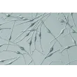 人类表皮黑素细胞-成人 (HEM-a) - 凸显对比，400倍