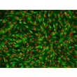人肝内胆管上皮细胞（HIBEpiC）- CK-19 免疫染色（Sigma-Aldrich，产品编号 #C6930），200×