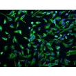 人肝内胆管上皮细胞（HIBEpiC）- CK-18 免疫染色（Sigma-Aldrich，产品编号 #C1399），200×