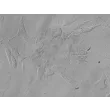 人类肝星状细胞（HHSteC） - 浮雕对比，400倍放大。