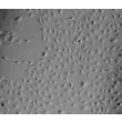 人肝窦内皮细胞（HHSEC）—凸显对比，100X