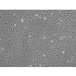 人肝窦内皮细胞（HHSEC）—相位对比，100X