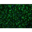 人肝窦内皮细胞（HHSEC）—vWF免疫染色，200X
