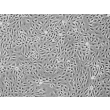 人肾近曲小管上皮细胞（HRPTEpiC） - 相差显微镜图像，100 倍放大。