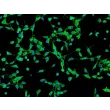 人胆囊成纤维细胞（HGBF）- 纤维连接蛋白（Fibronectin）免疫染色，200×

