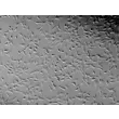 人脊髓星形胶质细胞（HA-sp）- 浮雕相差显微镜，100×
