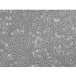 人脊髓星形胶质细胞（HA-sp）- 相差显微镜，100×
