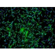 人脊髓星形胶质细胞（HA-sp）- GFAP 免疫染色，100×
