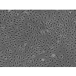 人脑微血管内皮细胞（HBMEC） - 相差显微镜, 100倍。
