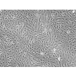 人脾成纤维细胞（HSF）- 相衬显微，200x。