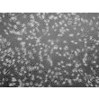 人表皮黑色素细胞-浅色型（HEM-l）- 相差显微镜，100x。