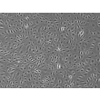 人食管内皮细胞（HEEC）- 相差显微镜图像，100×

