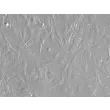 兔星形胶质细胞（RabA）— 浮雕相衬图像，200×倍率。
