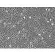 兔星形胶质细胞（RabA）— 相差显微镜图像，100×倍率。

