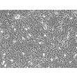 兔肝星状细胞（RabHSteC）— 相差显微镜图像，100×倍率。