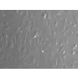 兔肝星状细胞（RabHSteC）— 浮雕相衬图像，200×倍率。
