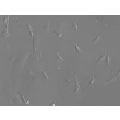 兔肺成纤维细胞（RabPF）— 浮雕相衬图像，200×倍率。
