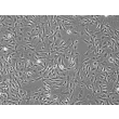 兔肾系膜细胞（RabRMC）— 相差显微镜图像，100×倍率。