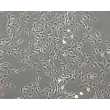 兔虹膜色素上皮细胞 (RabIPEpiC) — 相差显微镜观察，100X