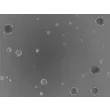 复苏后第3天的即用型3D人小梁网细胞球状体