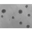 复苏后第1天的即用型3D人小梁网细胞球状体
