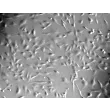 大鼠心脏成纤维细胞（RCF）- 浮雕相差显微镜，100×。