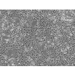 大鼠星形胶质细胞（RA）— 相差显微镜图像，100×