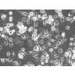 大鼠肝巨噬细胞（RHMa）相差显微图像，200×