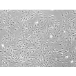 大鼠肝星状细胞（RHSteC）相差显微镜图像，100×
