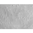 大鼠肝星状细胞（RHSteC）浮雕相差显微镜图像，200×
