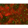 大鼠肝星状细胞（RHSteC）α-SMA 免疫荧光染色，200×
