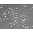 大鼠脾脏巨噬细胞（RSMa）——浮雕相差显微成像，200×