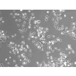 大鼠脾脏巨噬细胞（RSMa）——相差显微成像，100×
