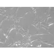大鼠视网膜星形胶质细胞（RA-r）— 浮雕对比，200×。

