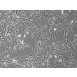 大鼠视网膜星形胶质细胞（RA-r）— 相差显微镜观察，100×。
