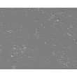 小鼠中脑神经元（MN-mb）- 微分干涉对比显微镜（Relief Contrast），200X
