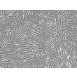 青少年心室心脏成纤维细胞（HCF-av）- 相差显微镜（Phase contrast），100 倍。
