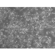 小鼠脾脏巨噬细胞（MSMa）——相差显微成像，100×
