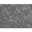小鼠脾脏巨噬细胞（MSMa）——浮雕相差显微成像，200×